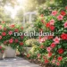 rio dipladenia