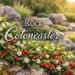 Rock cotoneaster shrub on a rocky slope with flowers and berries in a landscaped garden