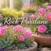 rock purslane