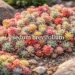 Sedum brevifolium succulent ground cover with colorful rosettes in a sunny rock garden