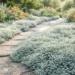 silver carpet plant