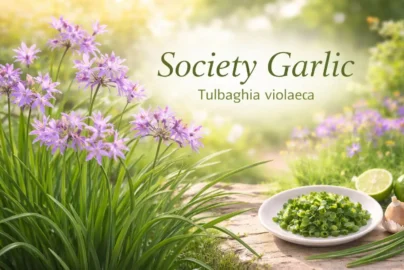 society garlic