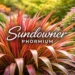 Sundowner Phormium plant in garden with colorful foliage
