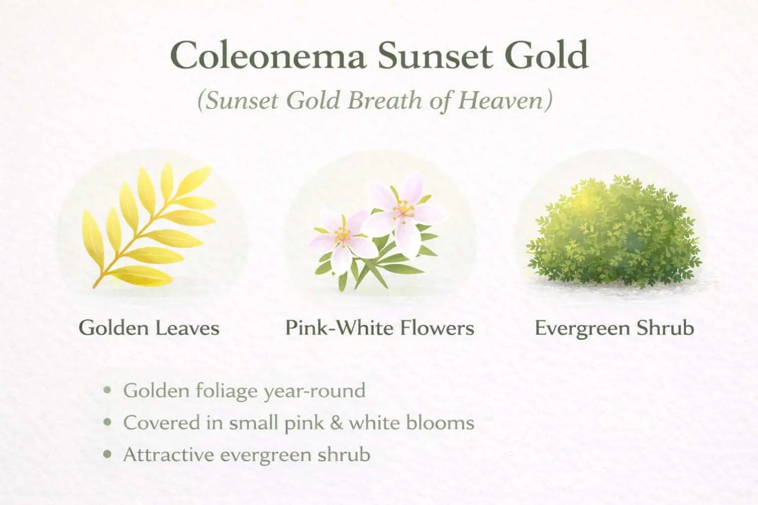 sunset gold breath of heaven