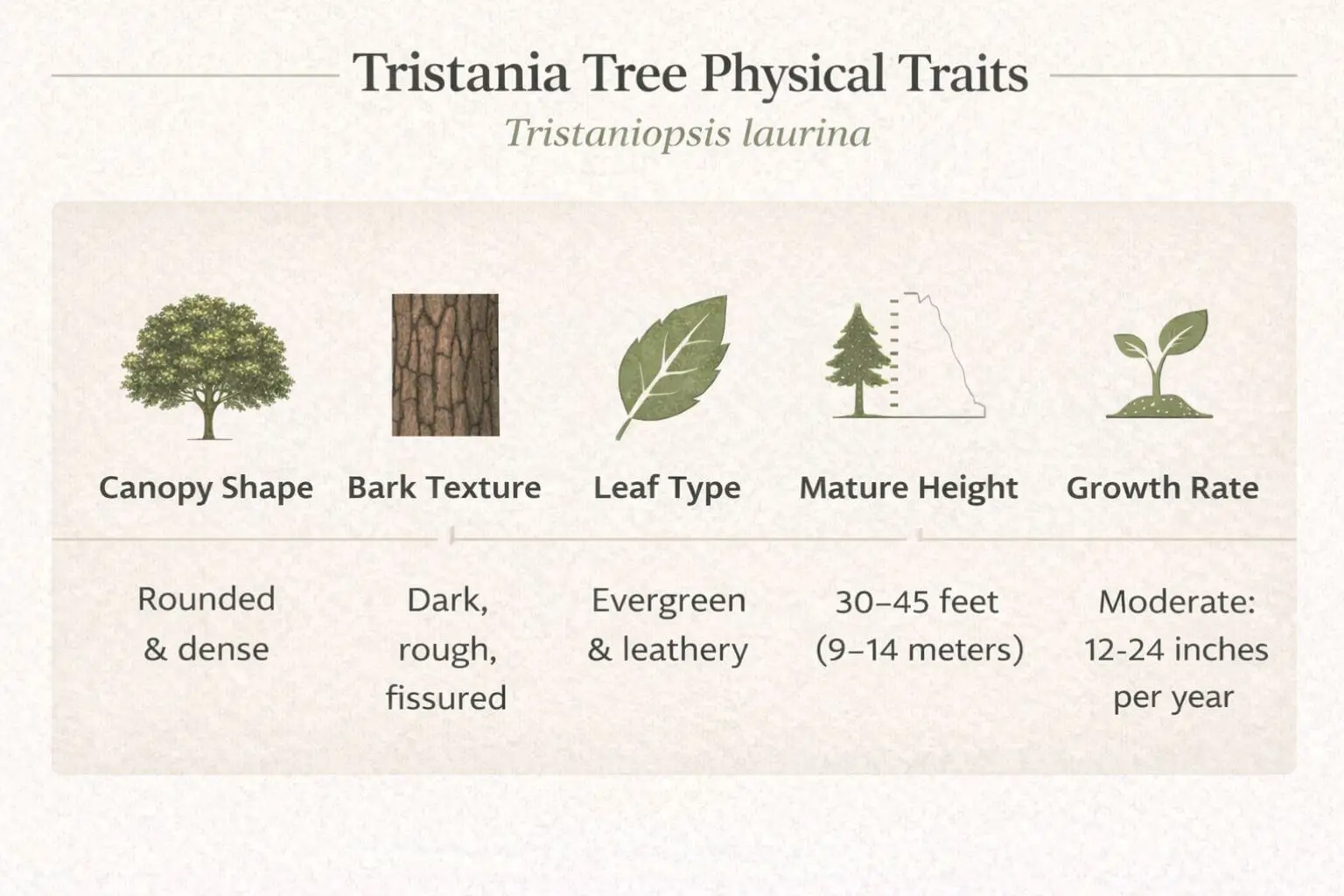 Tristania tree characteristics infographic showing height, canopy, bark, leaves, and growth rate