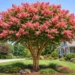 Tuscarora crape myrtle single trunk tree with coral-pink flowers in residential landscape