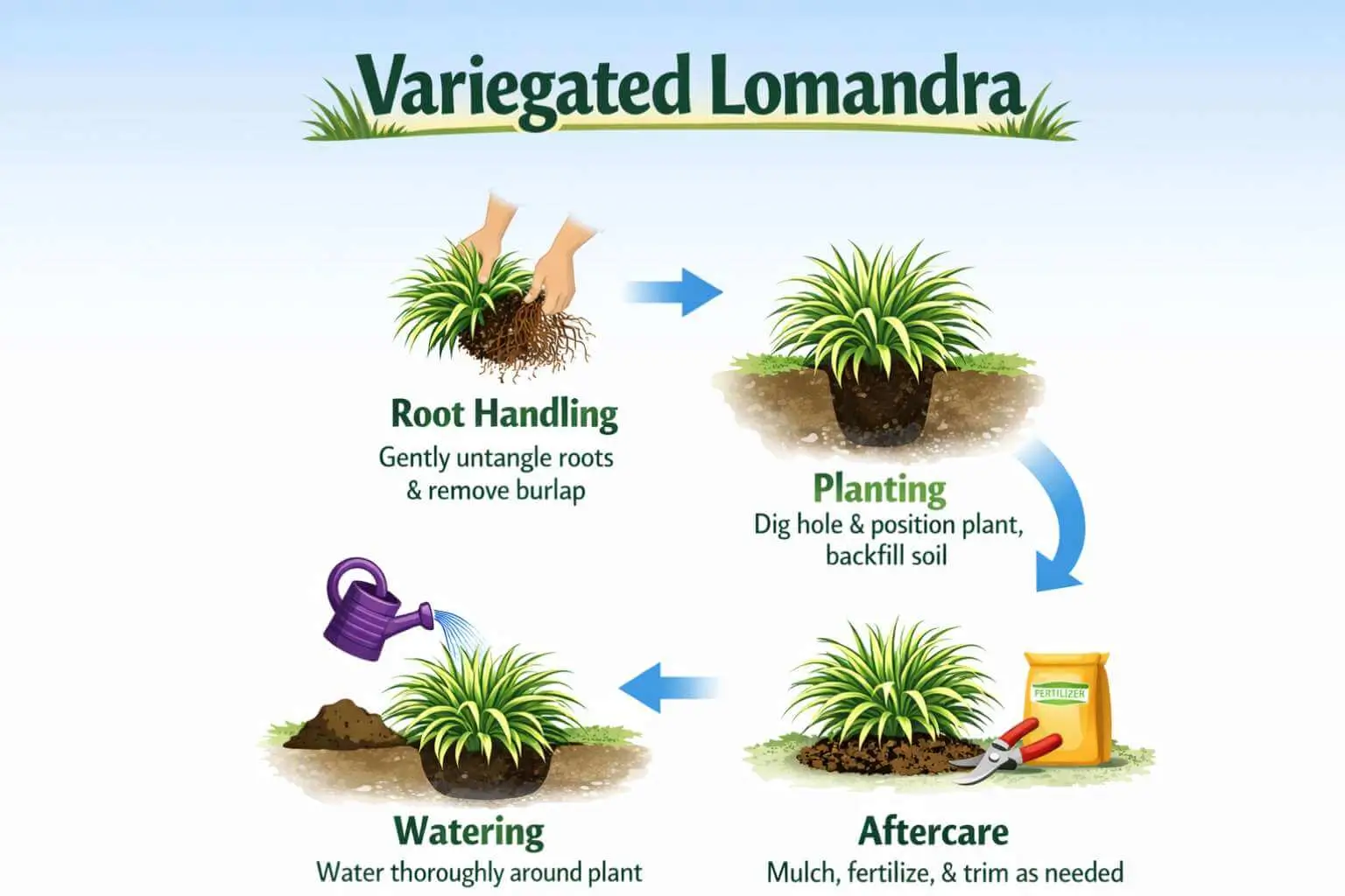 Variegated lomandra transplanting infographic showing step-by-step root handling, planting, and aftercare