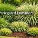 Variegated lomandra garden with Breeze, Platinum Beauty, and dwarf cultivars in full sun landscape
