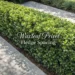 Properly spaced waxleaf privet hedge in garden showing ideal hedge spacing, lush growth, and pruning-ready design for healthy hedges.