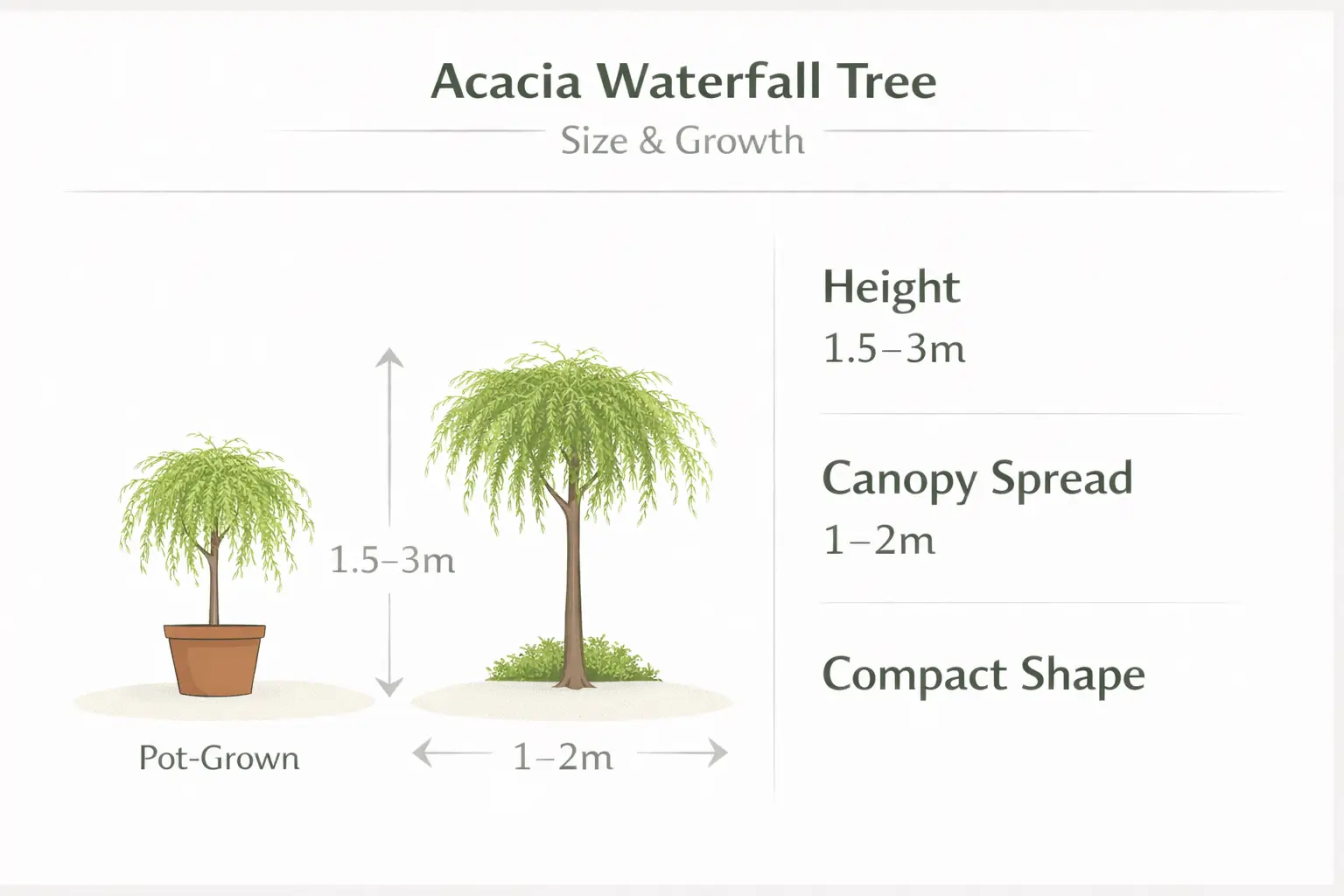 acacia waterfall tree