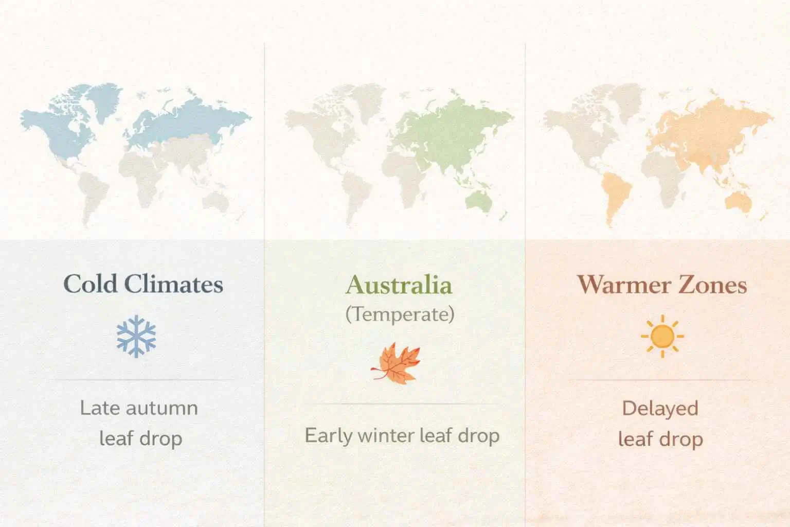 are japanese maples evergreen