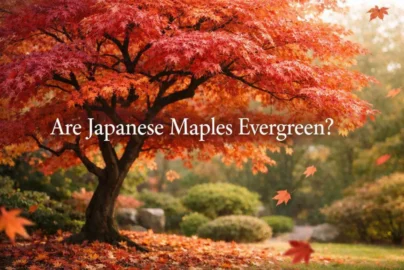 are japanese maples evergreen