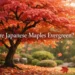 are japanese maples evergreen