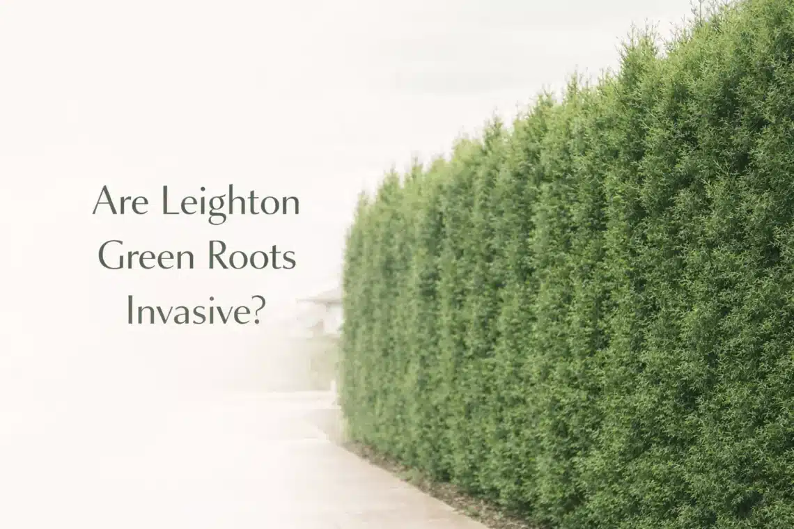 are leighton green roots invasive