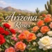 Arizona Roses blooming in desert conditions, showing red, white, and sunset-colored varieties adapted to Arizona heat.