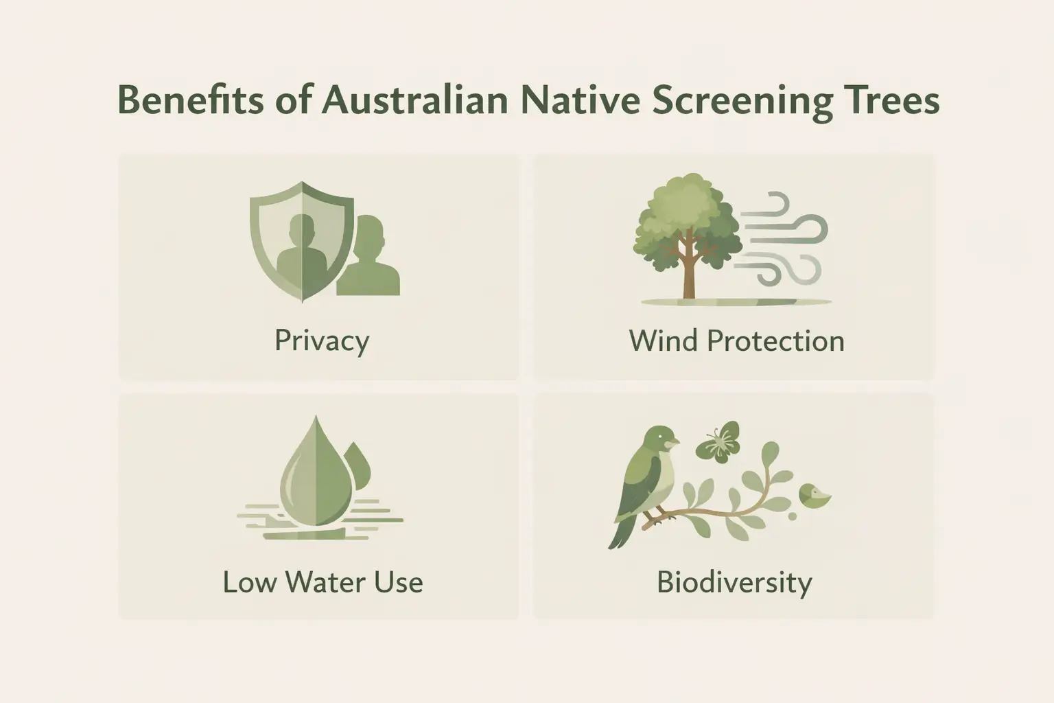 australian native screening trees
