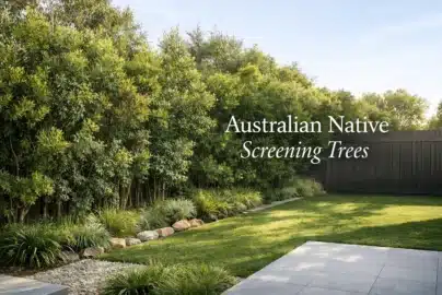 australian native screening trees