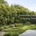 australian native screening trees