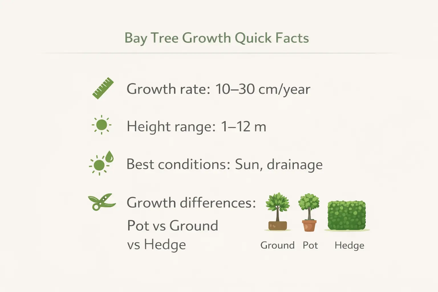 bay tree growth rate