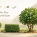 bay tree growth rate