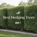 best hedging trees