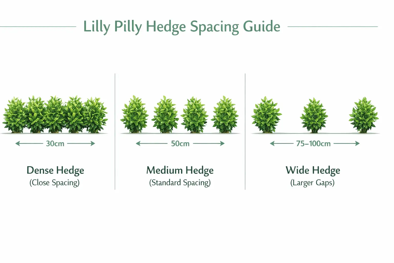 best lilly pilly for hedge