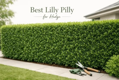 best lilly pilly for hedge
