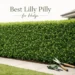 best lilly pilly for hedge