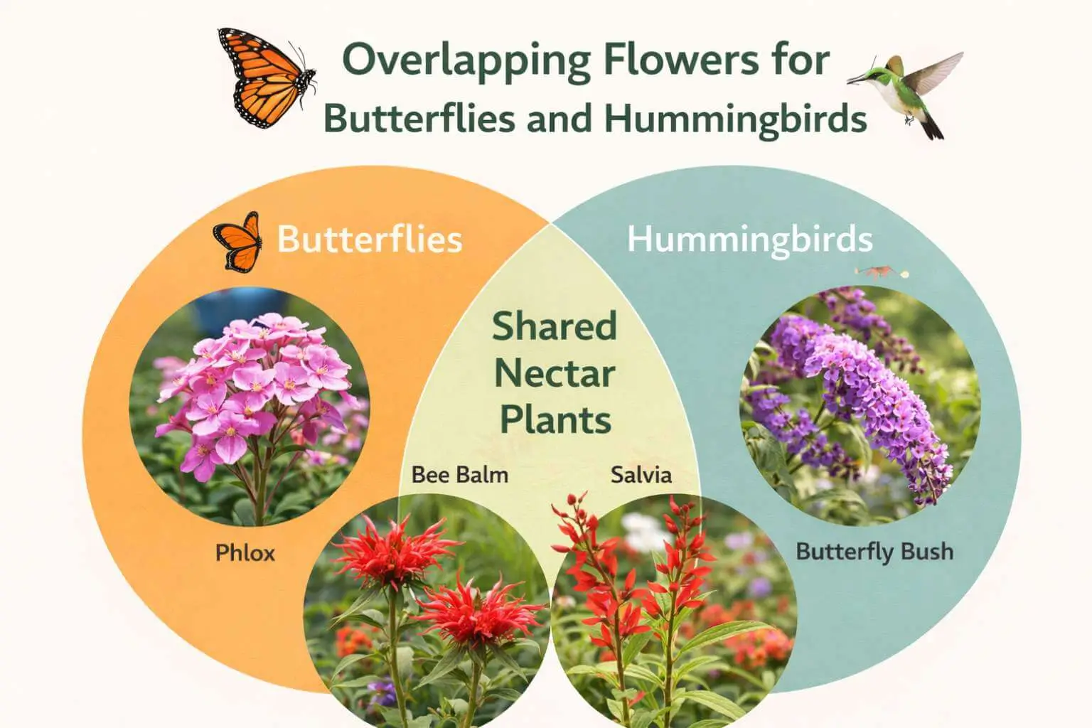 Venn diagram showing flowers that attract both butterflies and hummingbirds, including bee balm, salvia, and phlox.
