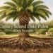 canary island date palm root system