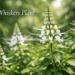 cats whiskers plant Orthosiphon aristatus with long white whisker-like flowers growing in a tropical garden