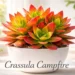 Crassula Campfire succulent with vibrant seasonal colors displayed in a decorative indoor pot.