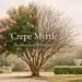 crepe myrtle deciduous or evergreen