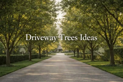 driveway trees ideas