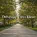 driveway trees ideas