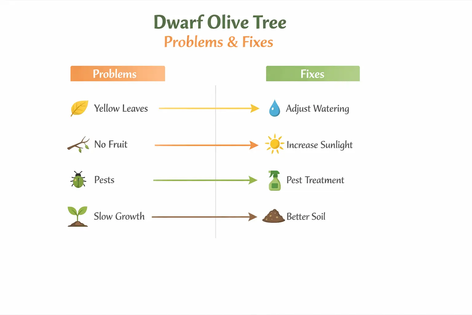 dwarf olive trees