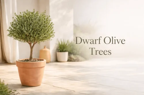 dwarf olive trees