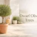 dwarf olive trees