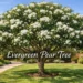 Evergreen pear tree with glossy leaves and white flowers in a suburban garden, showing size, canopy, and seasonal appearance.