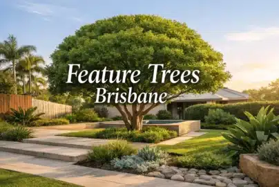 feature trees brisbane