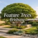 feature trees brisbane
