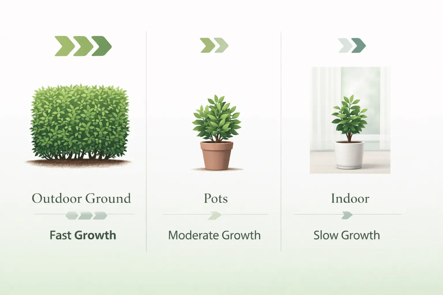ficus flash growth rate