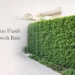ficus flash growth rate