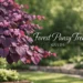 forest pansy tree
