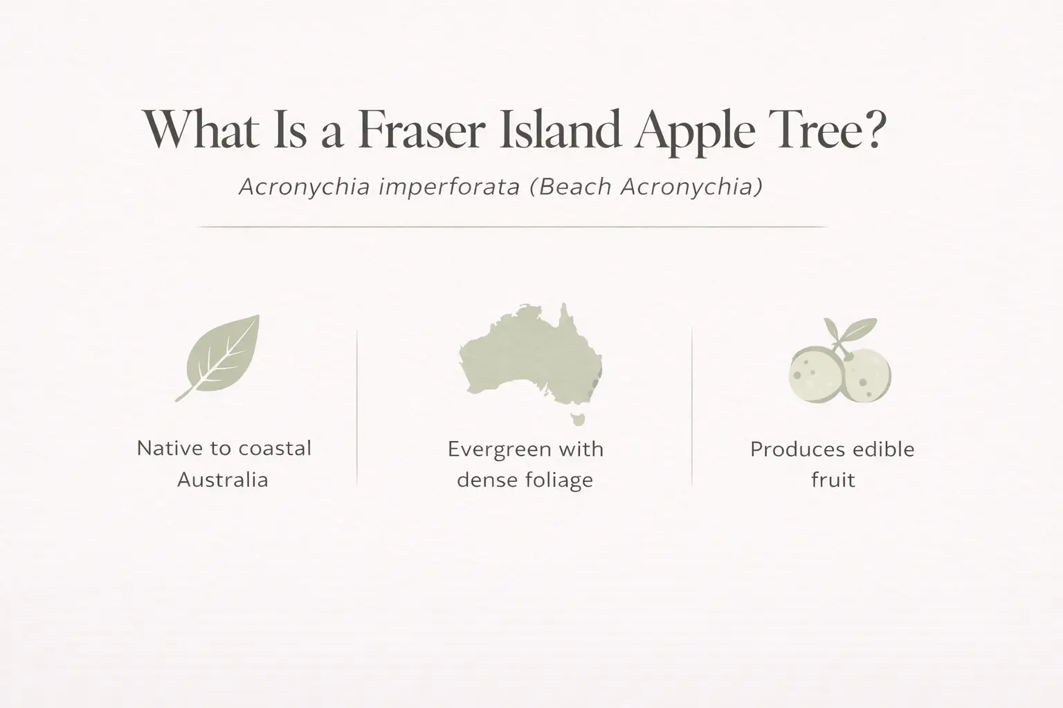 What is Fraser Island apple tree Acronychia imperforata definition infographic with key features and characteristics