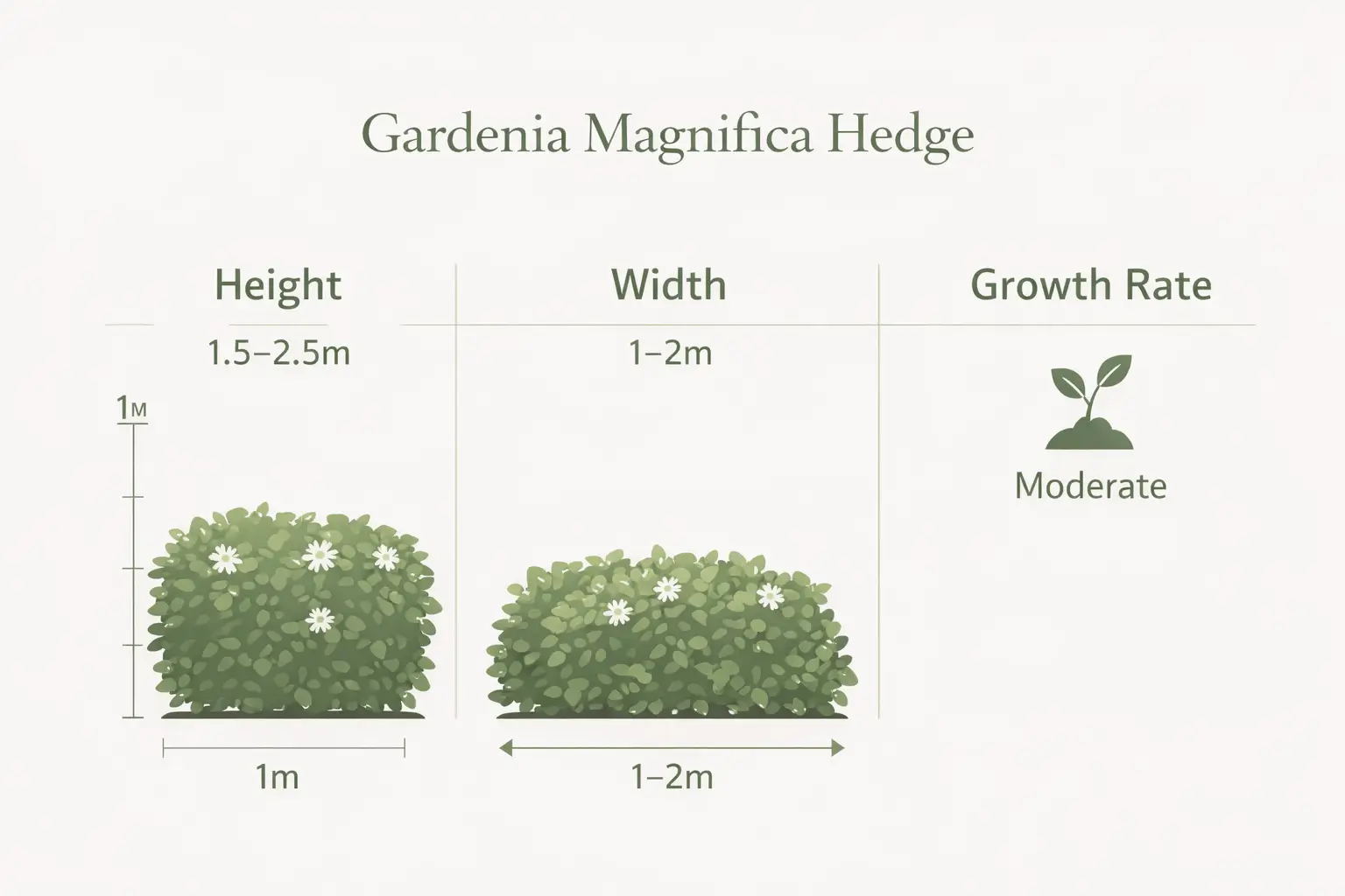 gardenia magnifica hedge