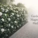 gardenia magnifica hedge