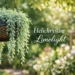 Helichrysum Limelight trailing plant in hanging basket with silvery-green foliage in a sunlit garden
