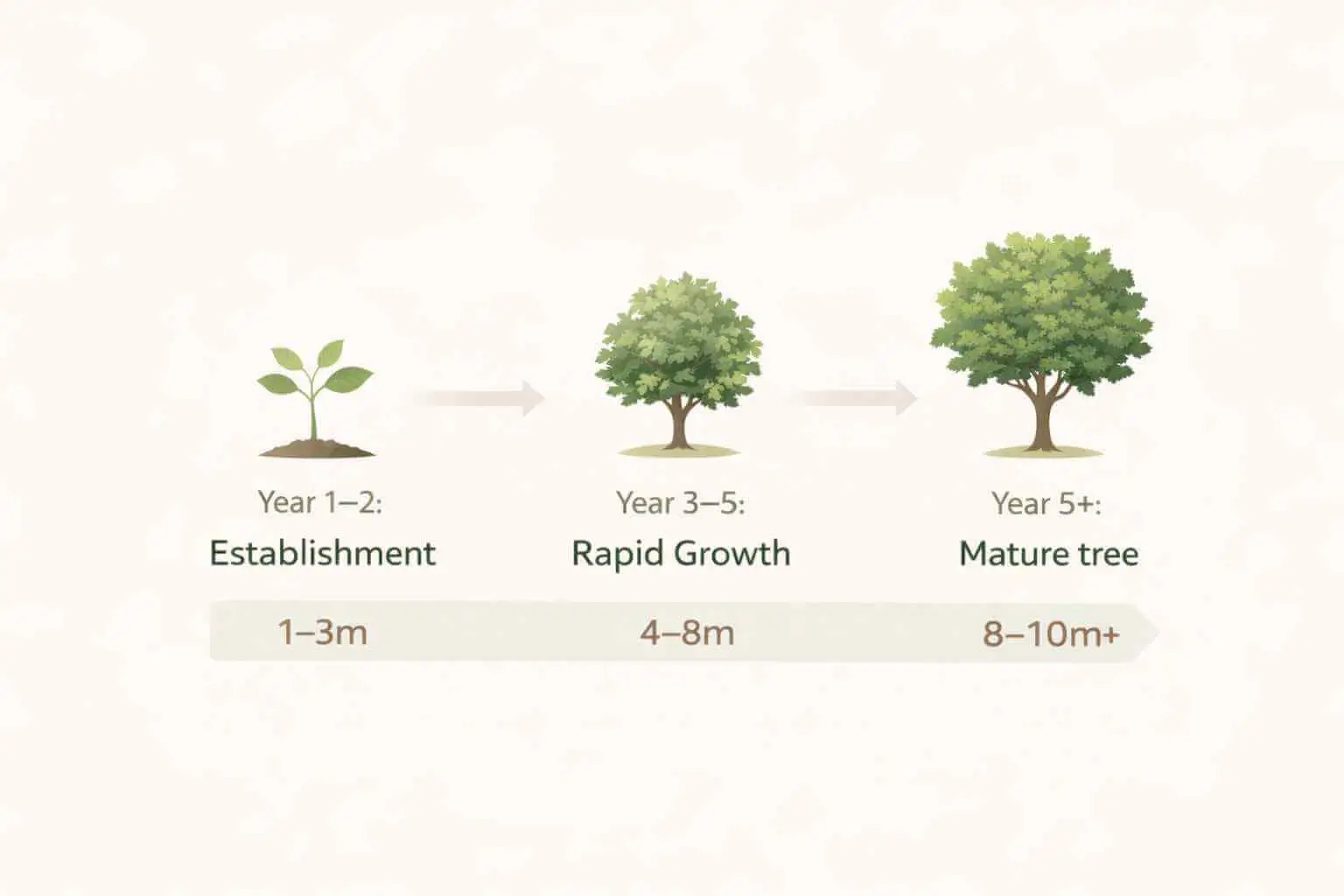 how fast do crepe myrtles grow in australia