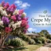 how fast do crepe myrtles grow in australia